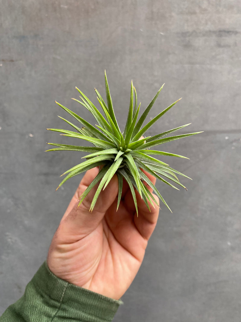 Air Plants (Tillandsia)-8