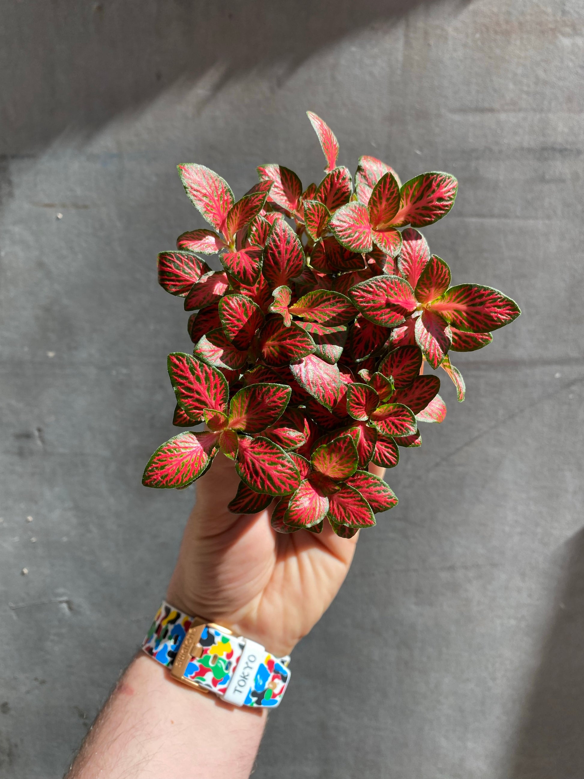 Fittonia-8