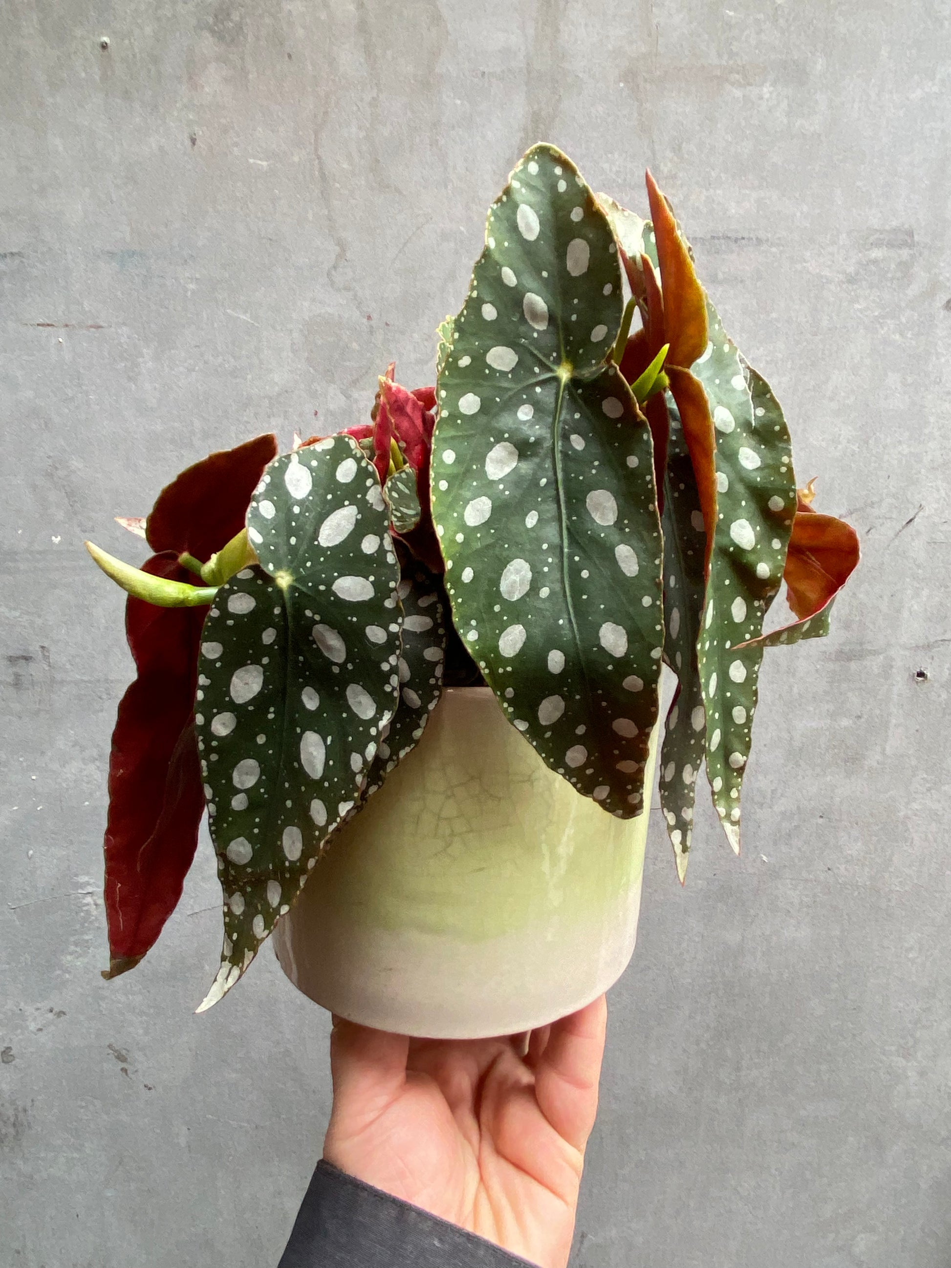 Polka Dot Begonia-2