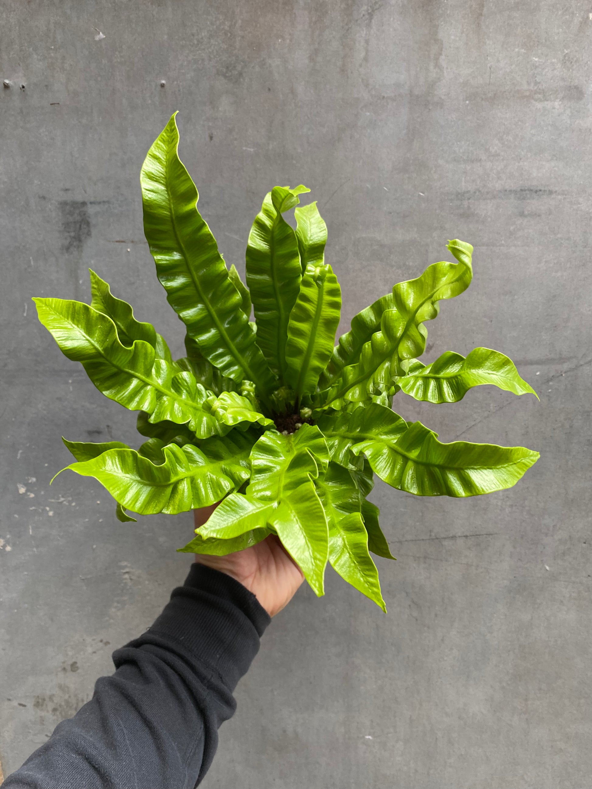 Bird’s Nest Fern-3
