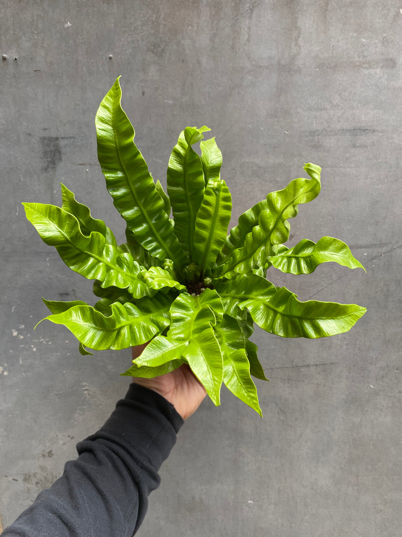 Bird’s Nest Fern-3