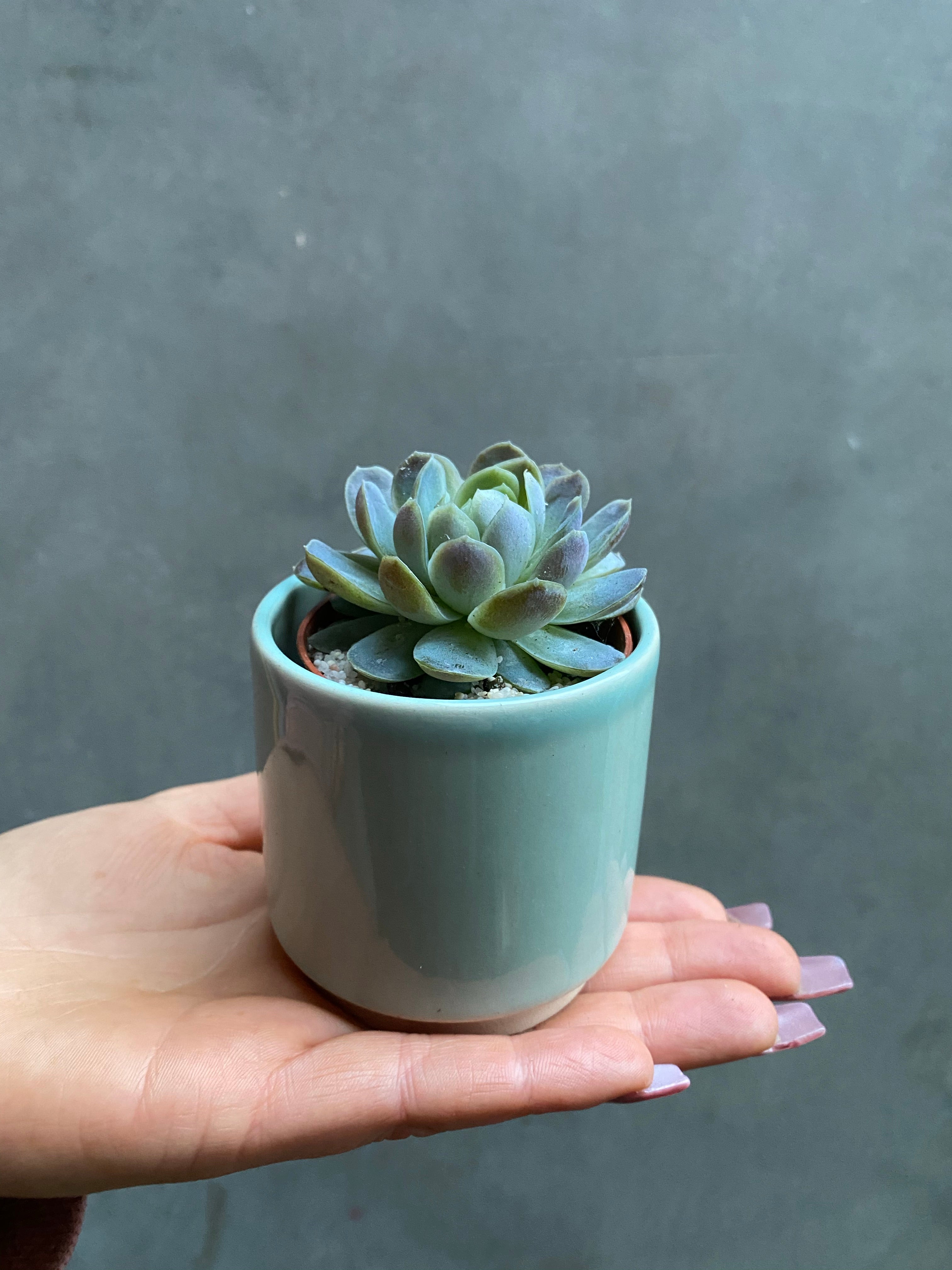 Succulent (Small)-6