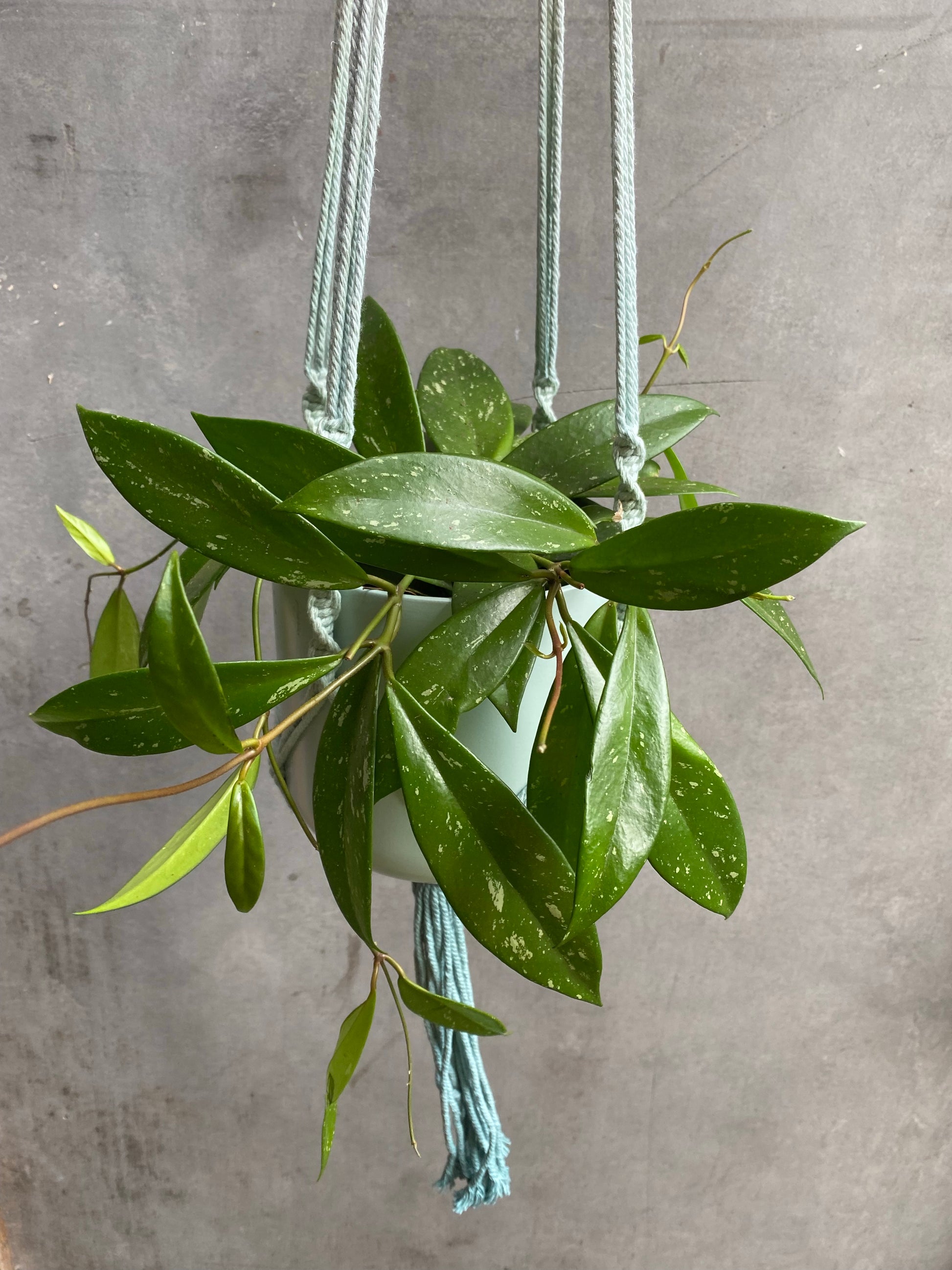 Hoya Carnosa-2