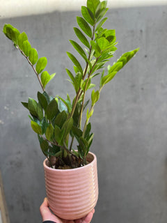 ZZ Plant (Zamioculcas Zamifolia)-3