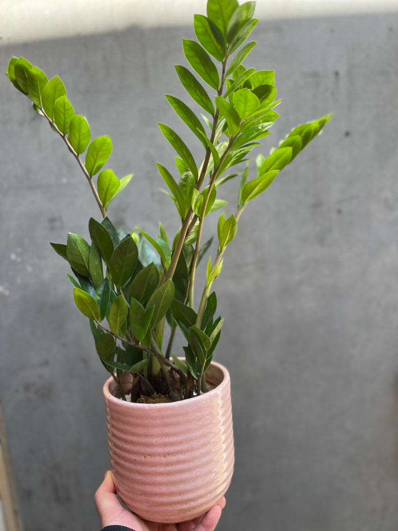 ZZ Plant (Zamioculcas Zamifolia)-3