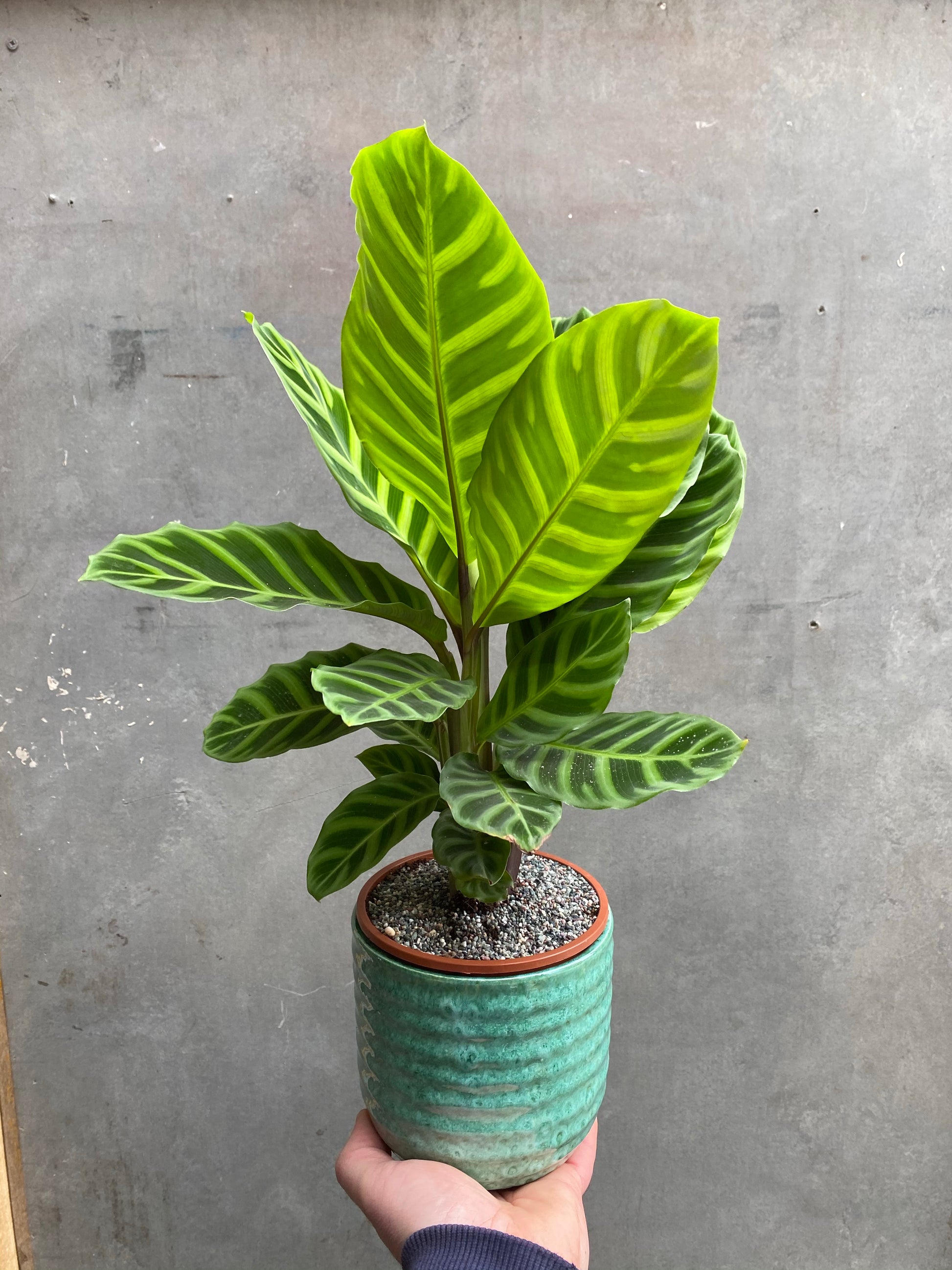 Calathea Zebrina-2