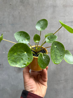 Chinese Money Plant-1