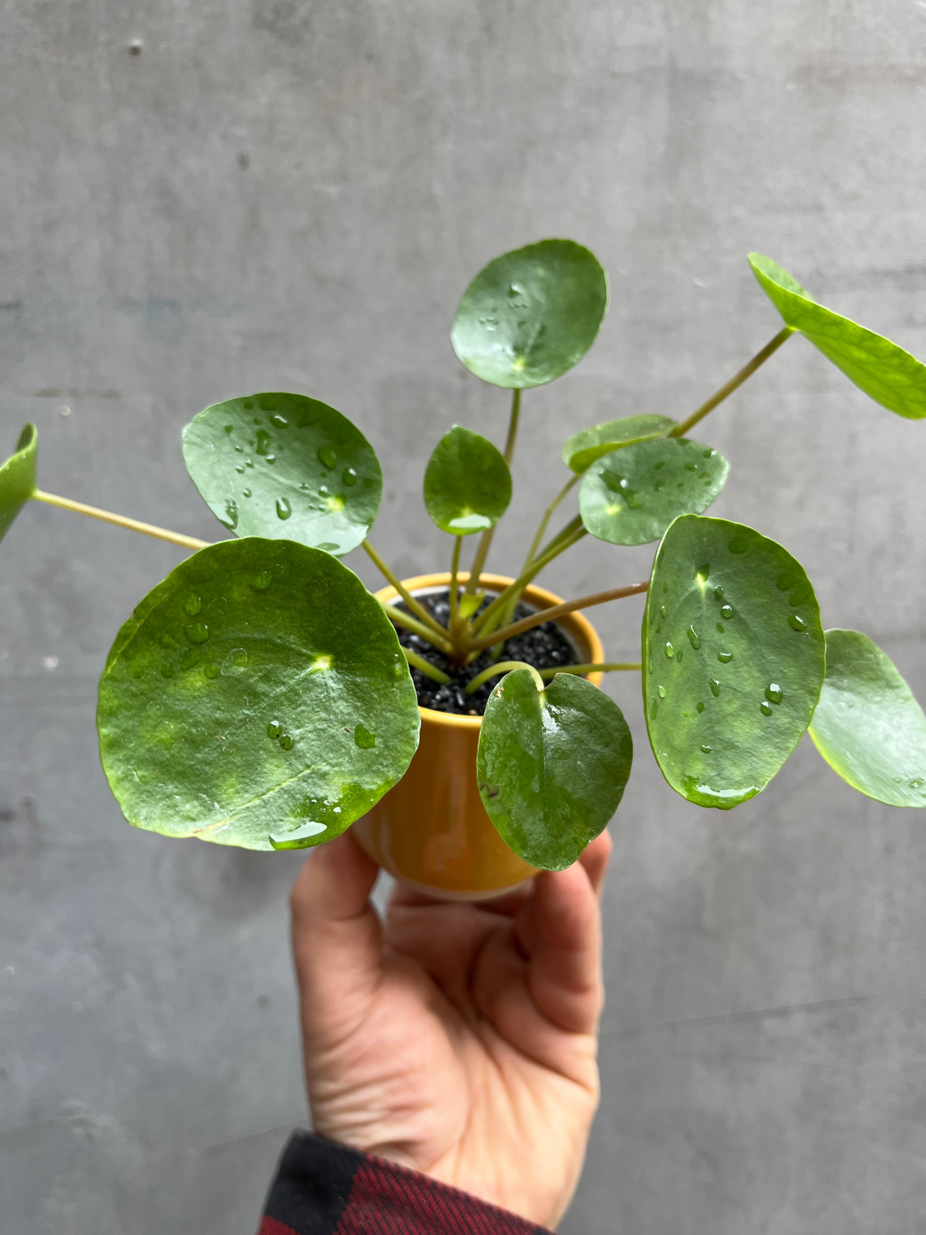Chinese Money Plant
