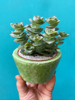 Medium Crassula-2