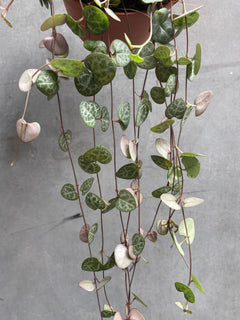 String of Hearts-5