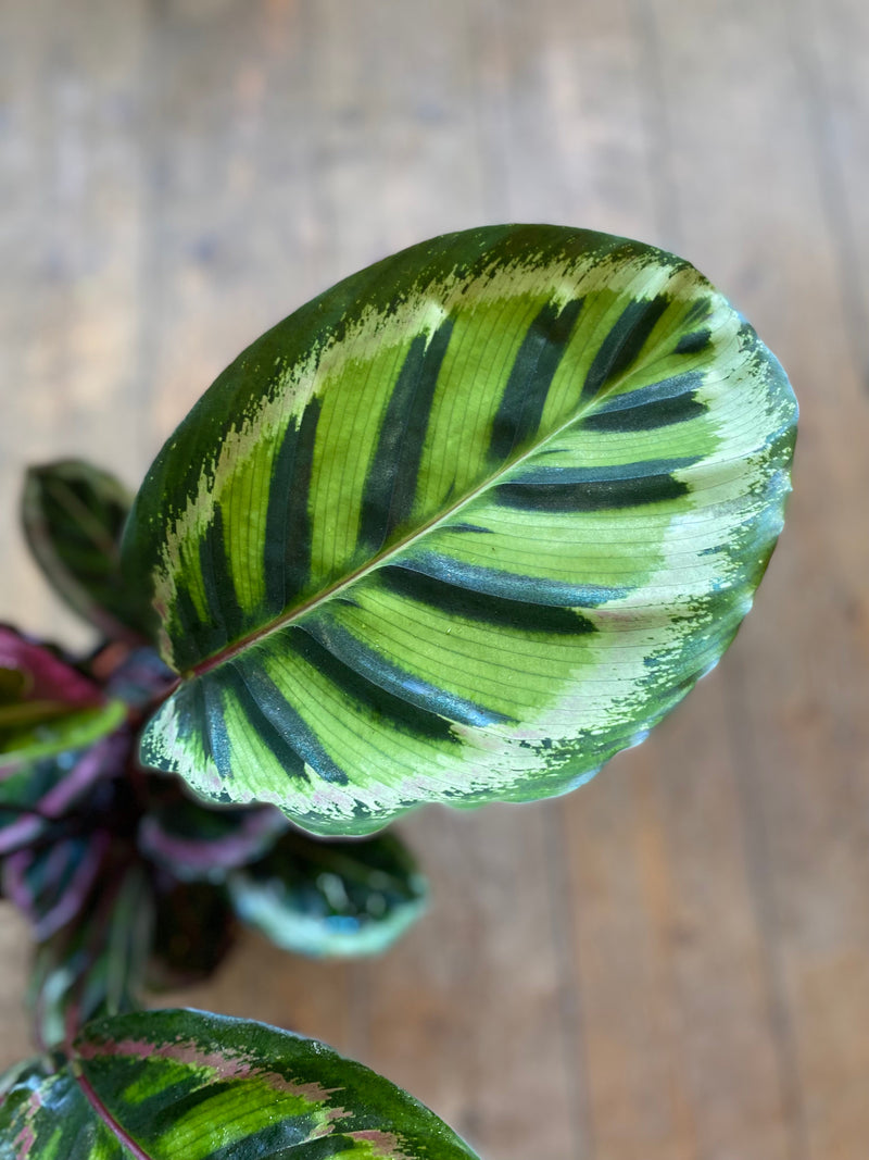 Calathea Rosea-Picta Angela-3