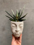 Sleepy Face Planter