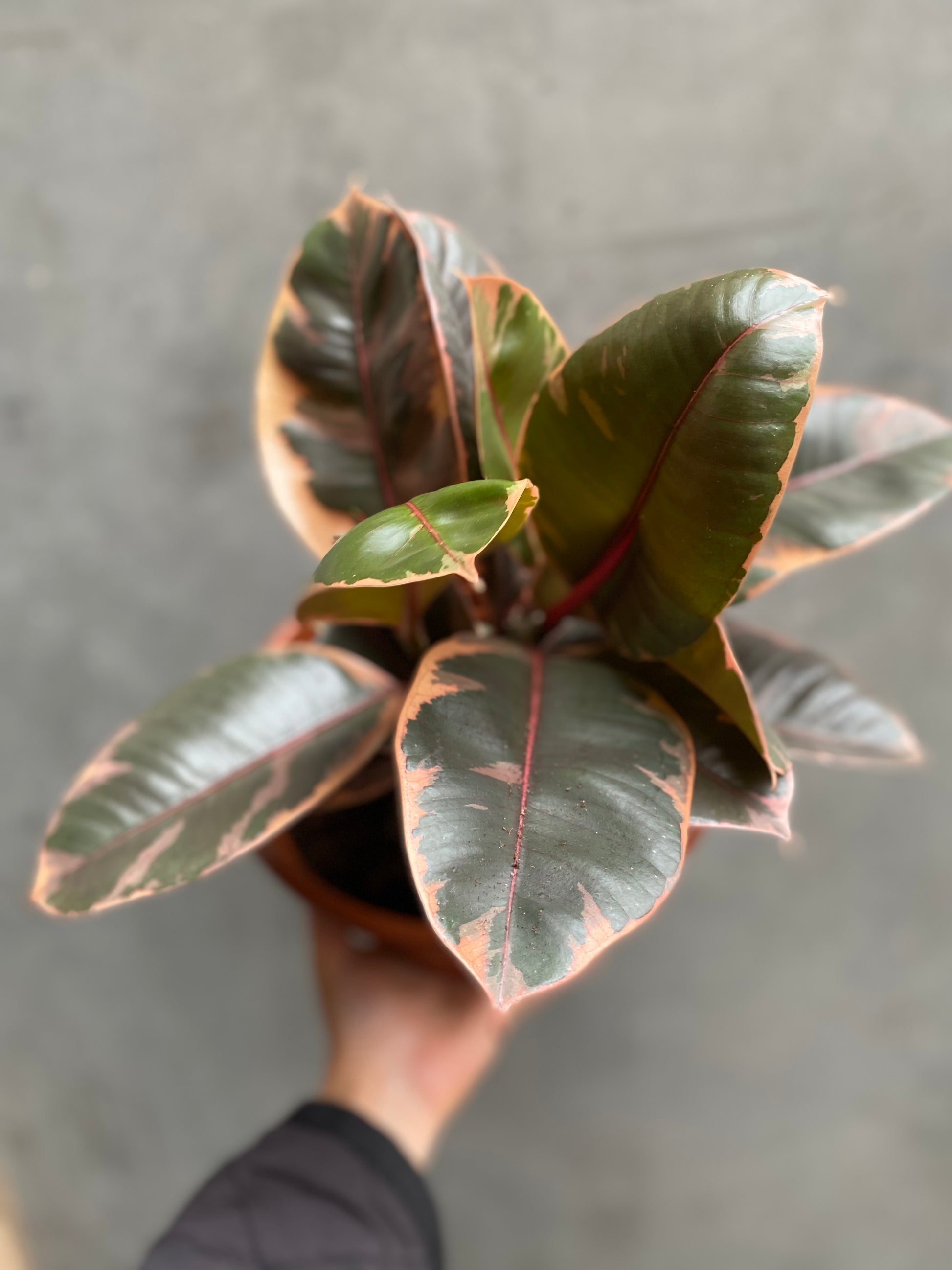 Ficus Belize-6