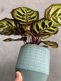 Circle Planter