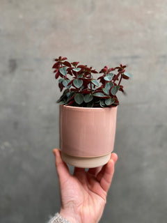 Eno Pots-5
