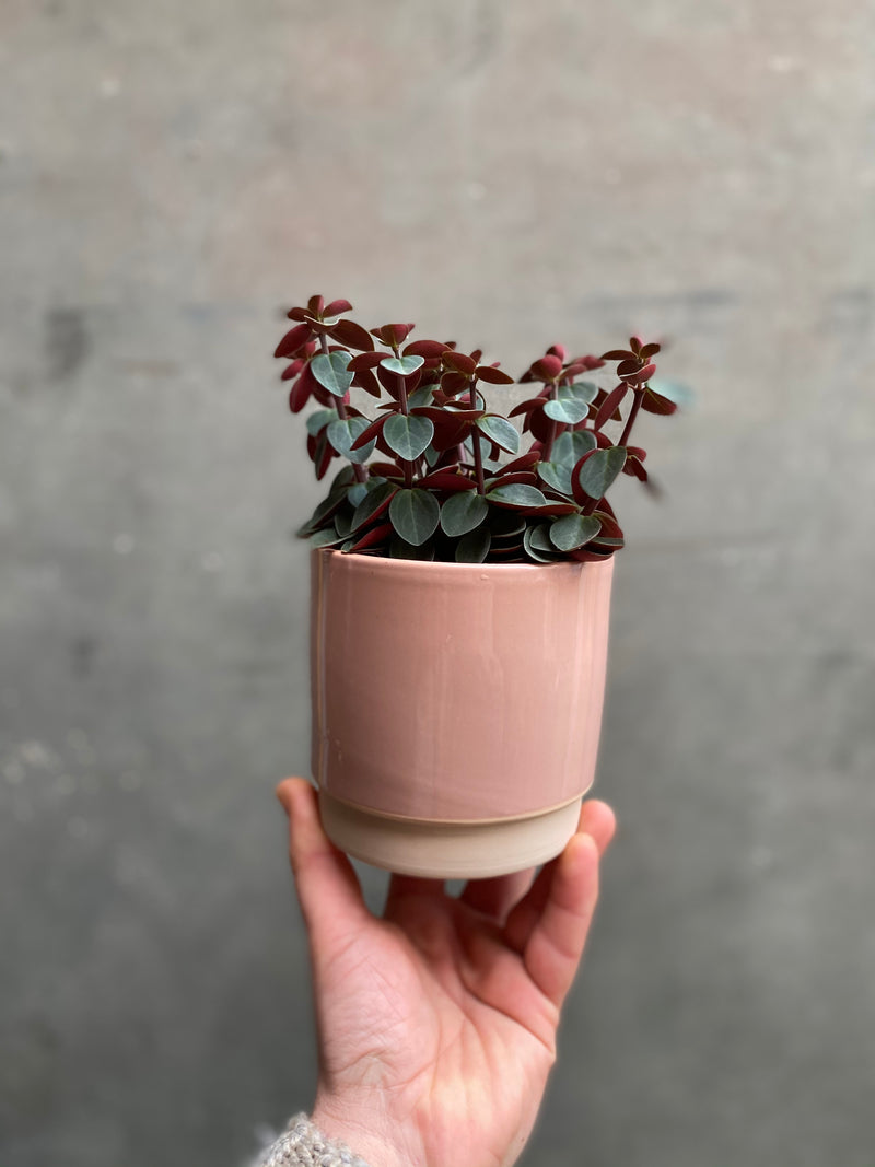 Eno Pots-5