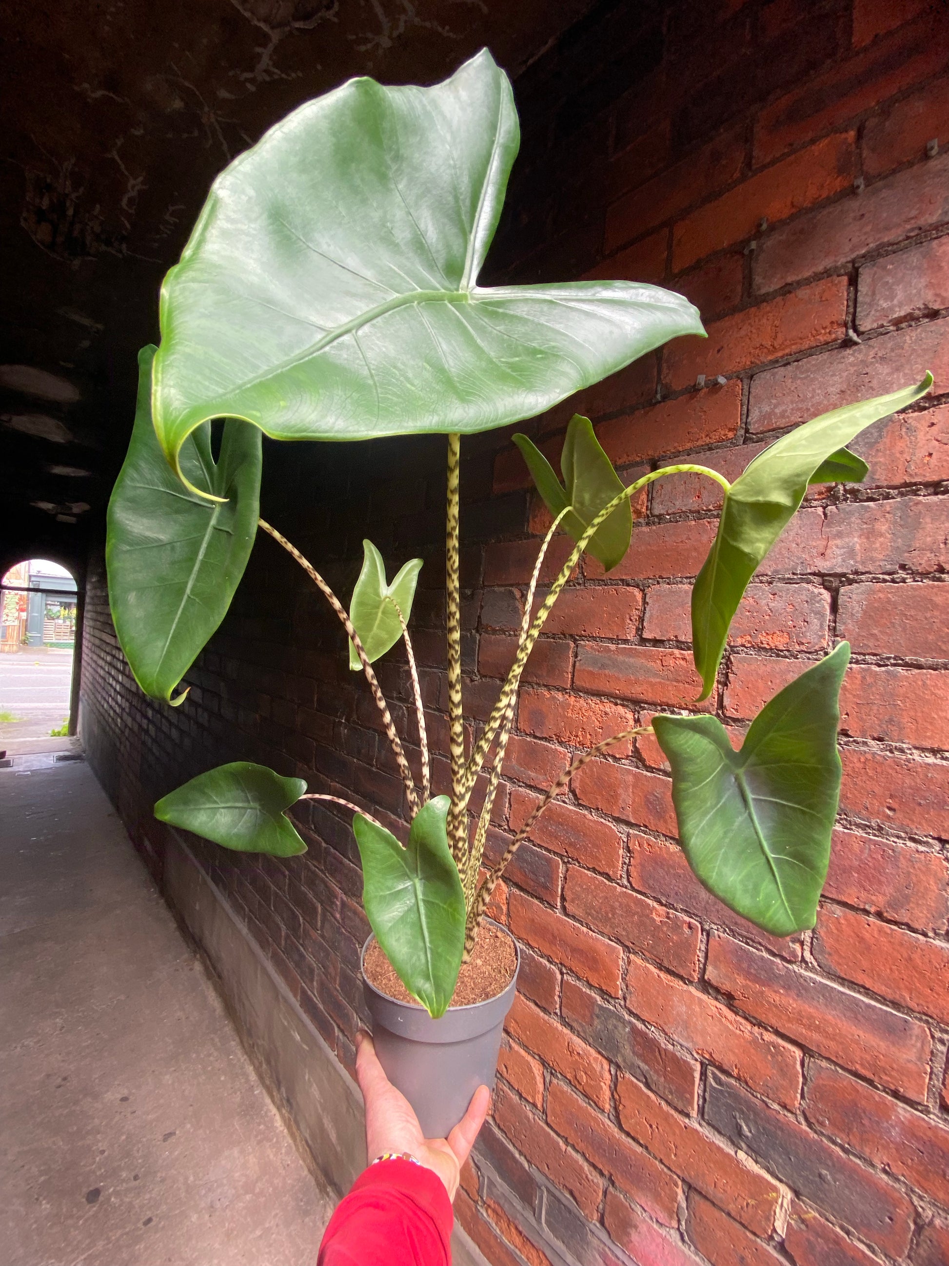 Alocasia Zebrina-1