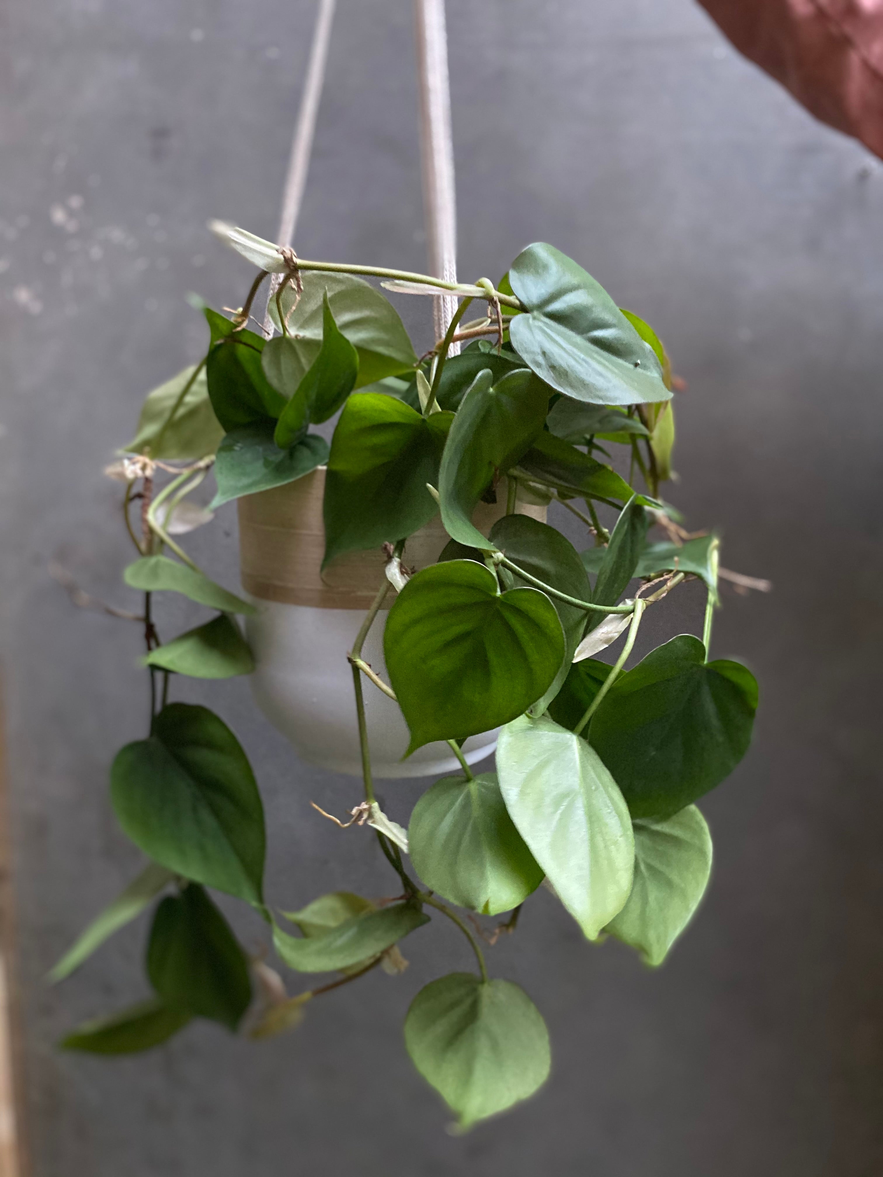 Philodendron Scandens-4