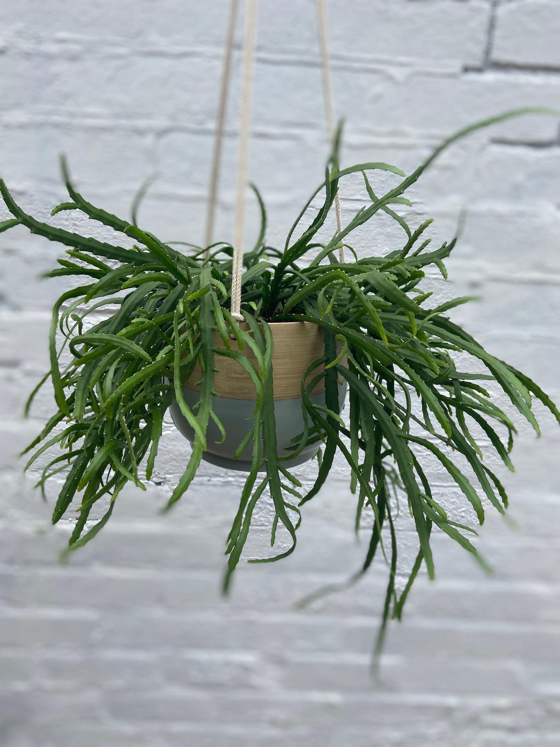Bamboo Hanging Planter-3