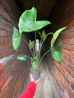 Alocasia Zebrina-2
