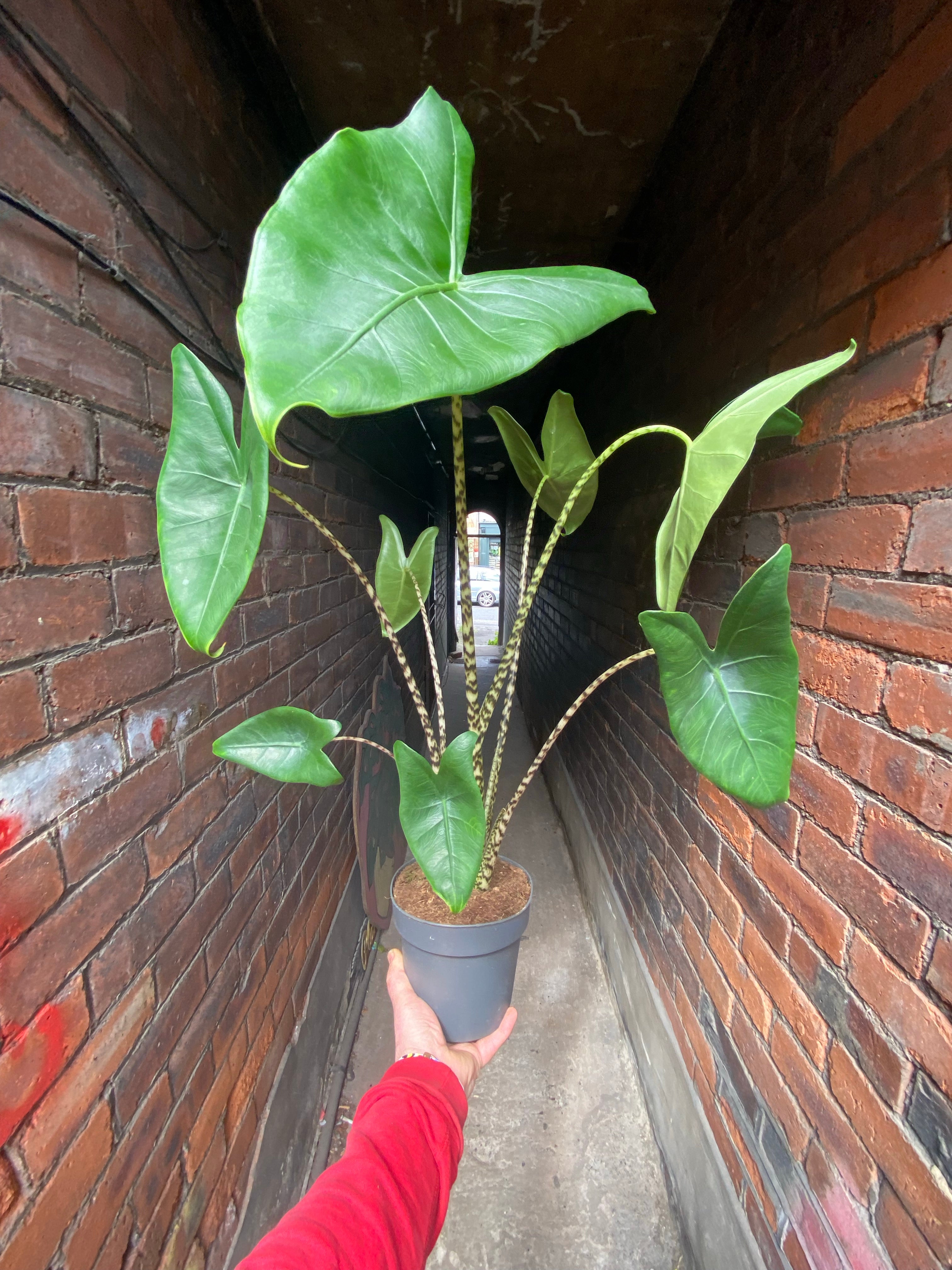 Alocasia Zebrina