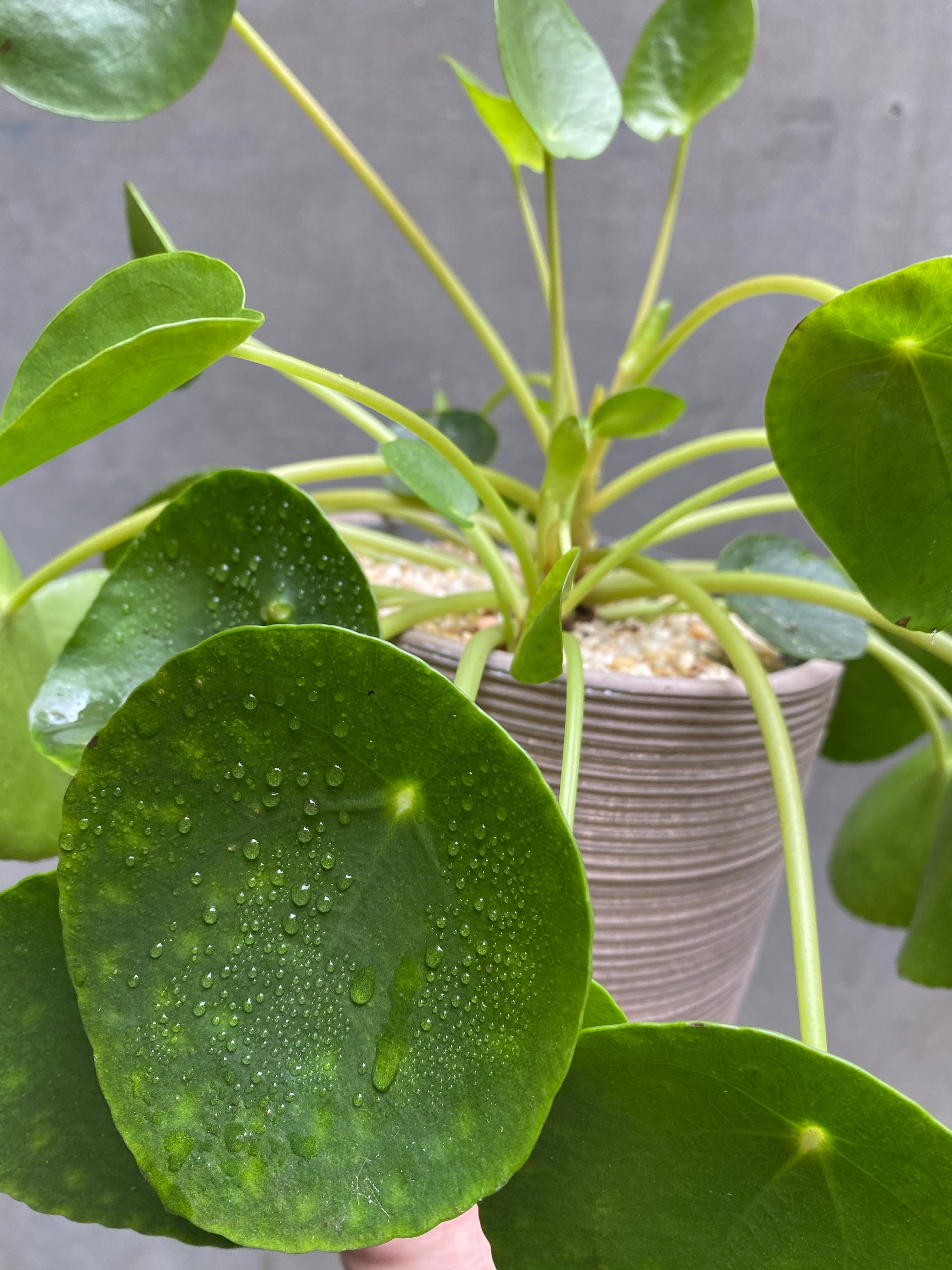 Chinese Money Plant-6