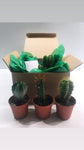 Cacti Medley Box