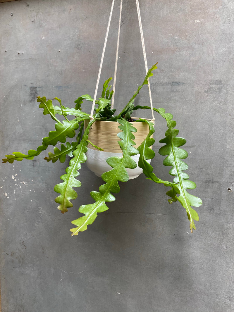 Fishbone Cactus Hanger-1
