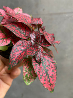 Polka Dot Plant-6