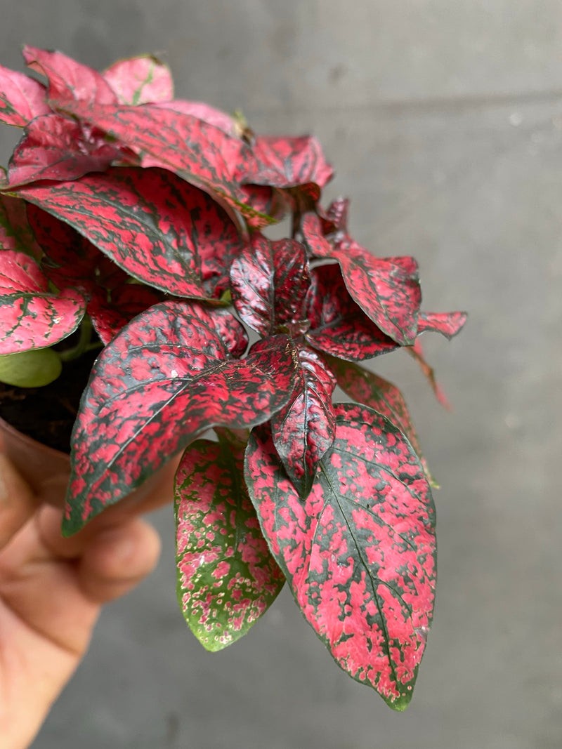 Polka Dot Plant-6