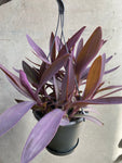 Tradescantia Purple Heart Hanger