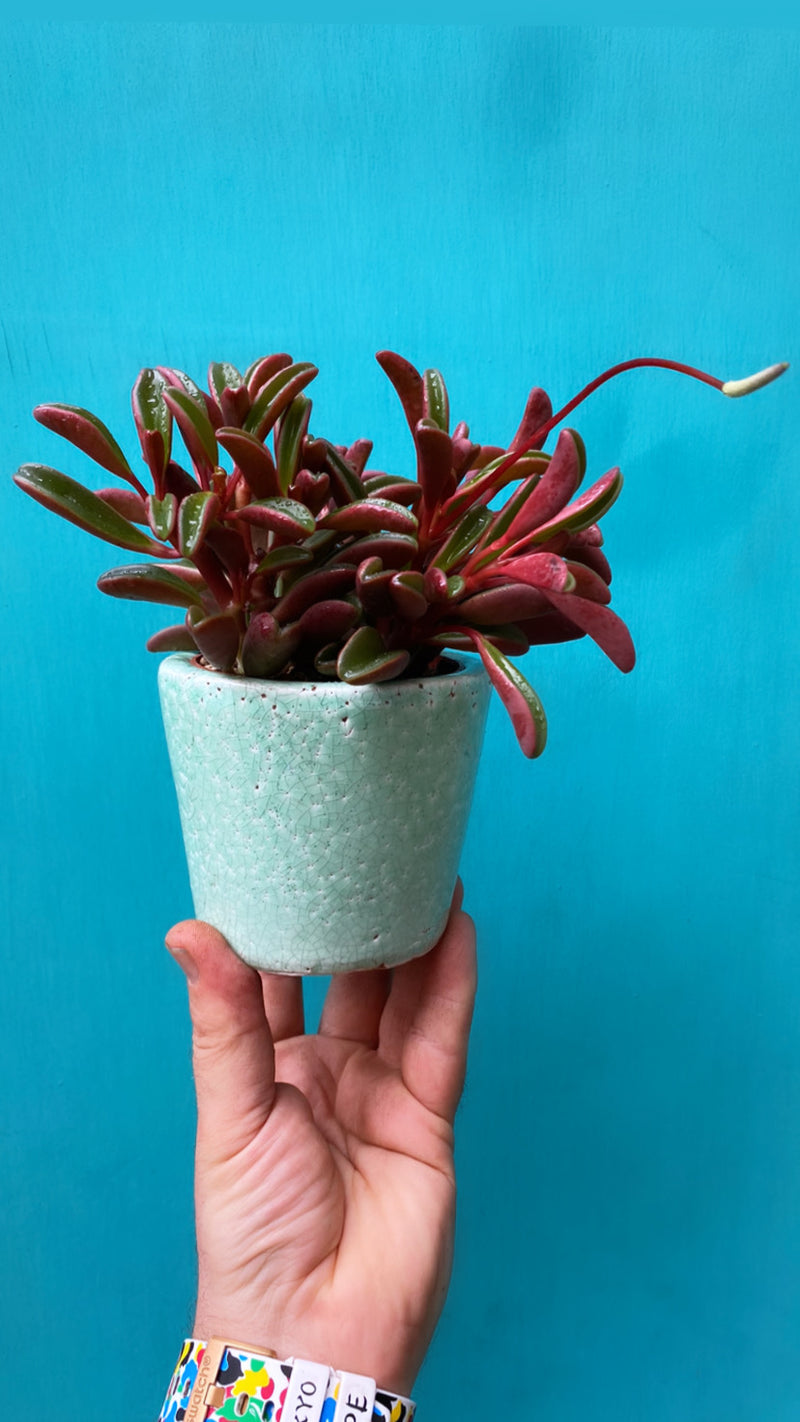 Peperomia Ruby Glow (Graveolens)-4
