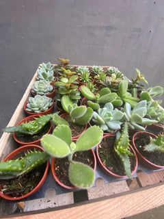 Diddy Succulents-4