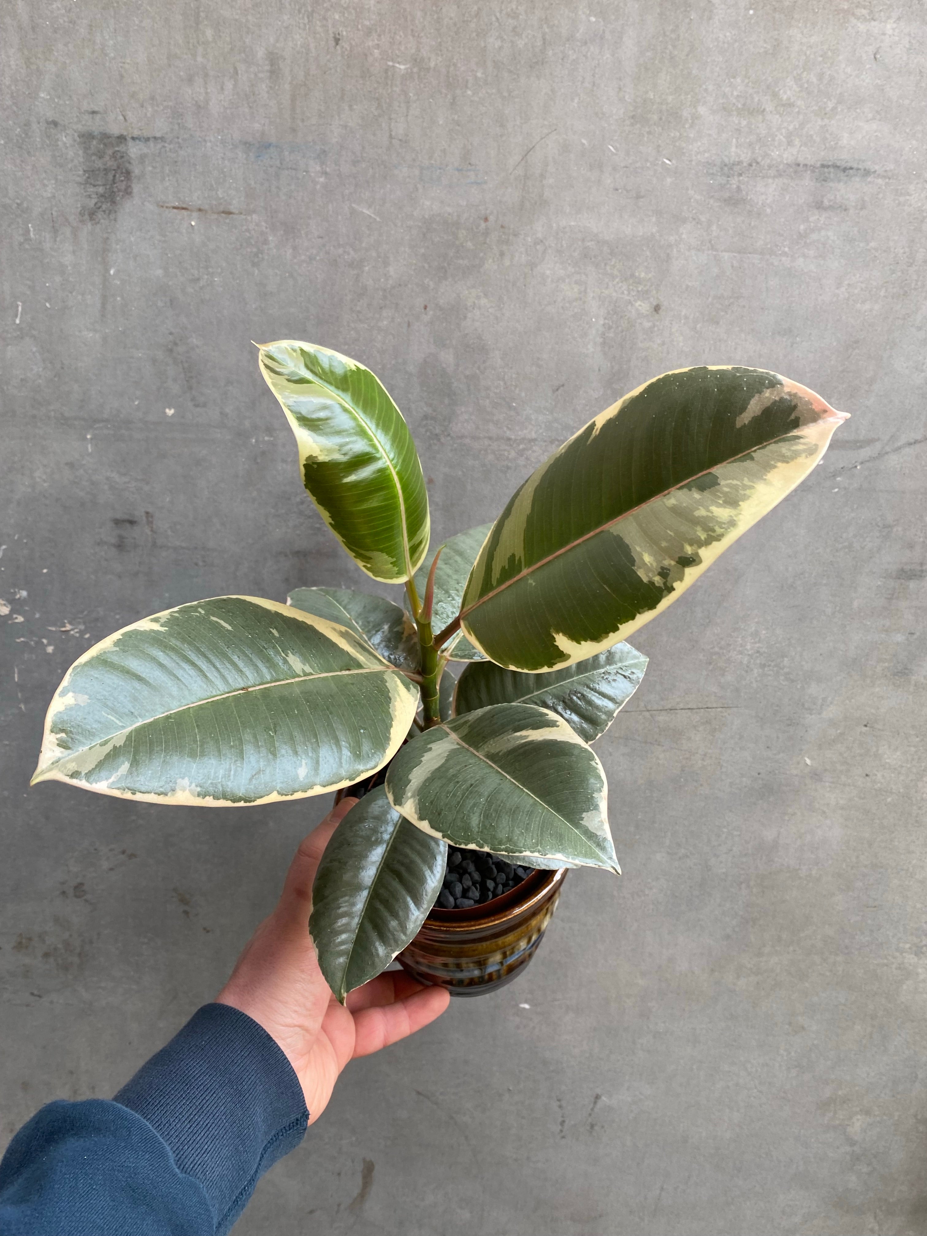 Ficus Tineke-9