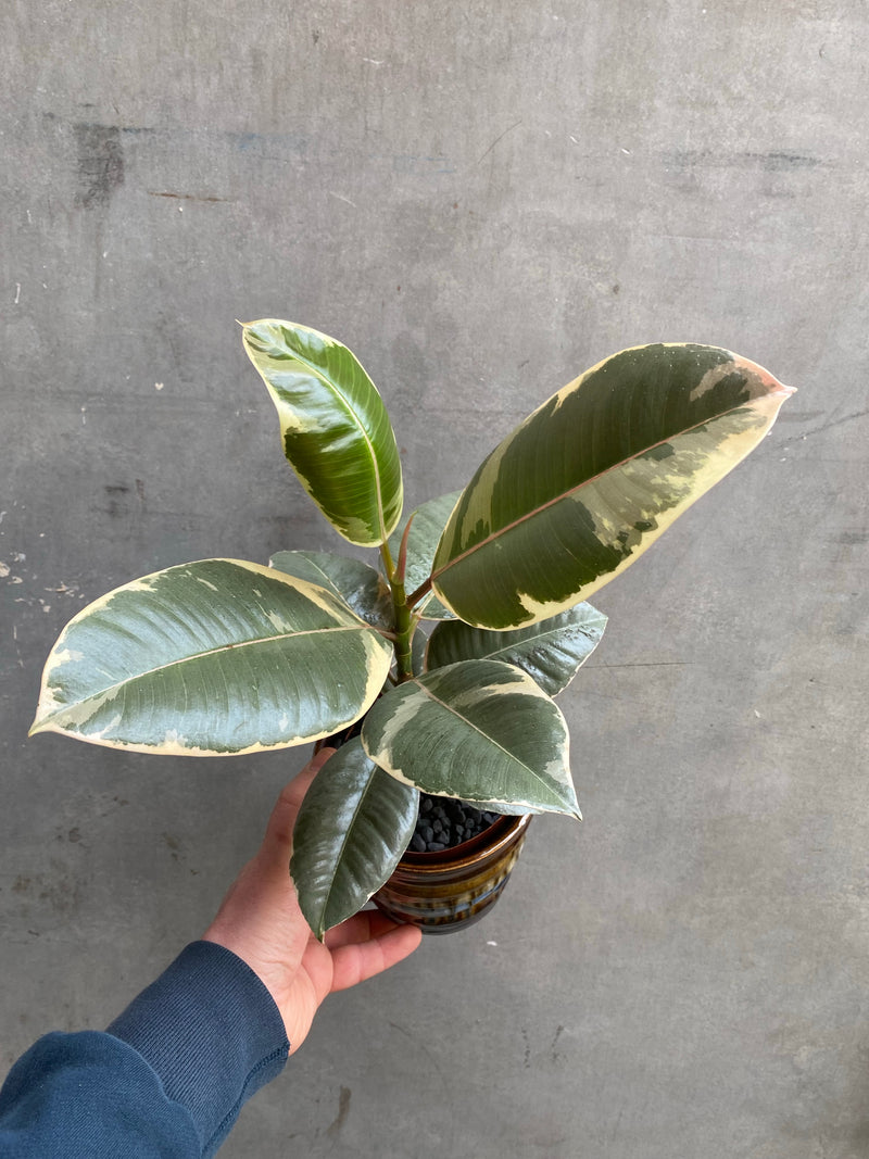 Ficus Tineke-9