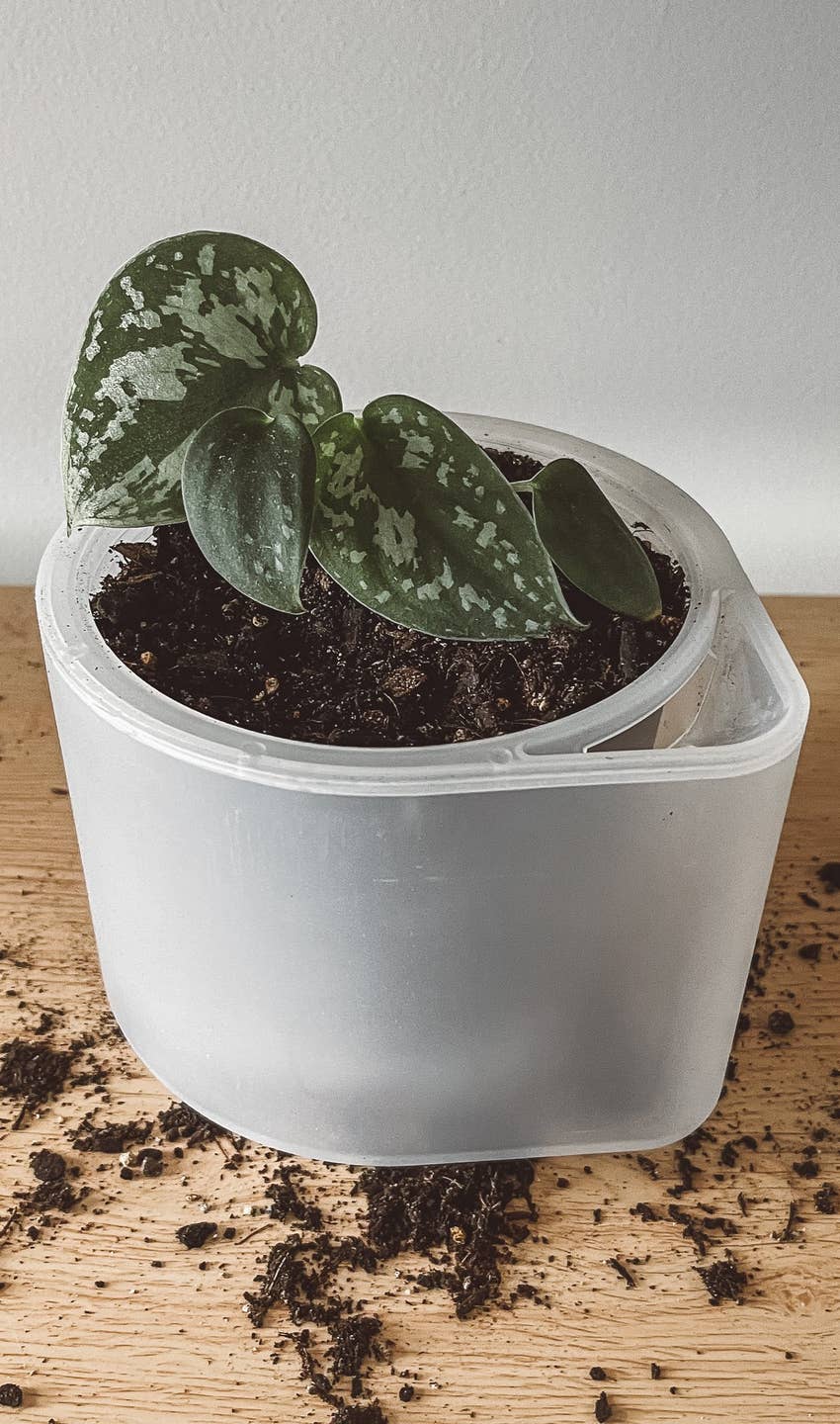 Till Planter - self-watering plant pot (Medium)-7