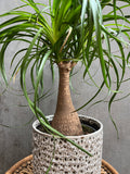 Ponytail Palm