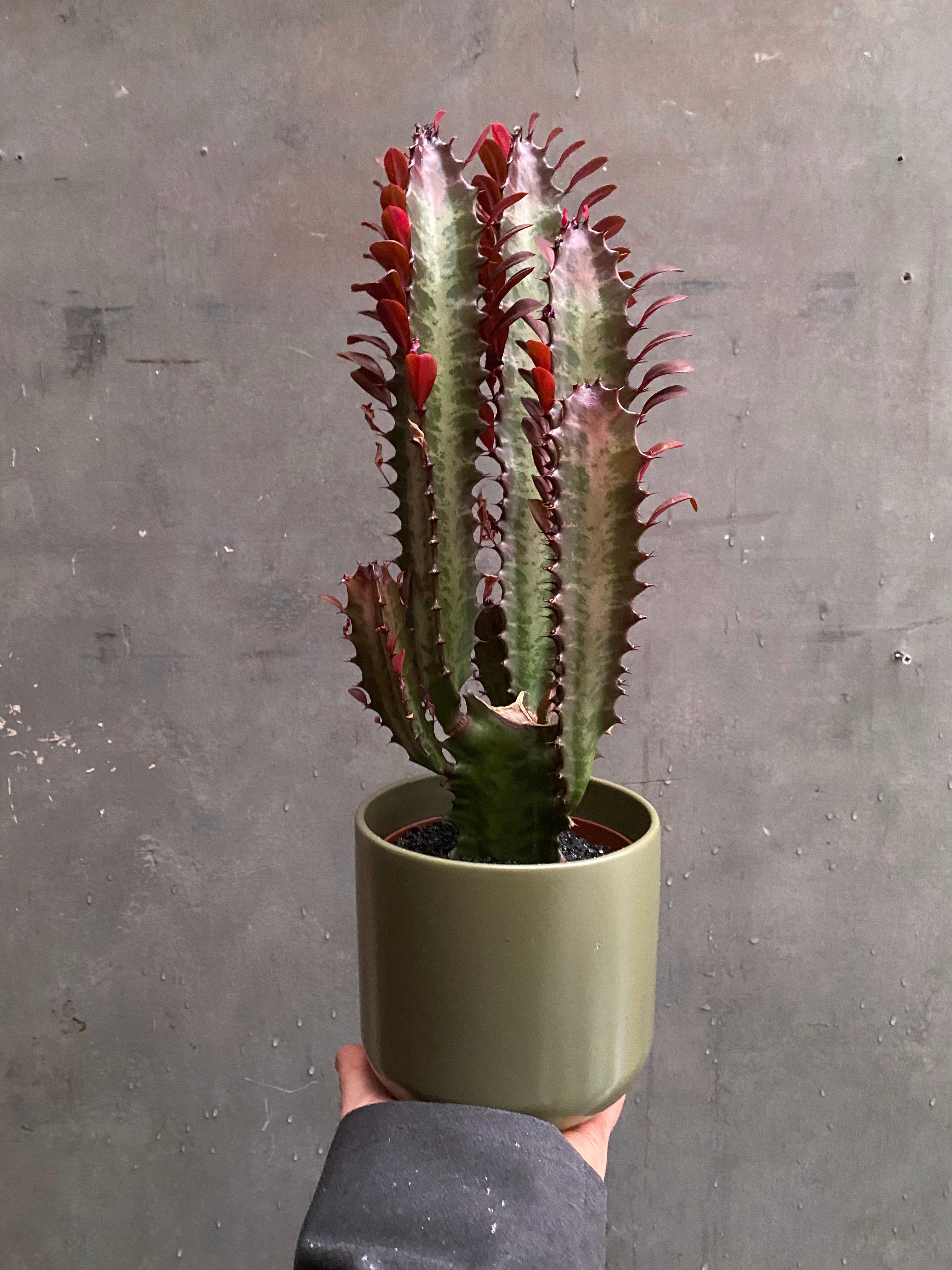 Lisbon Planter-11