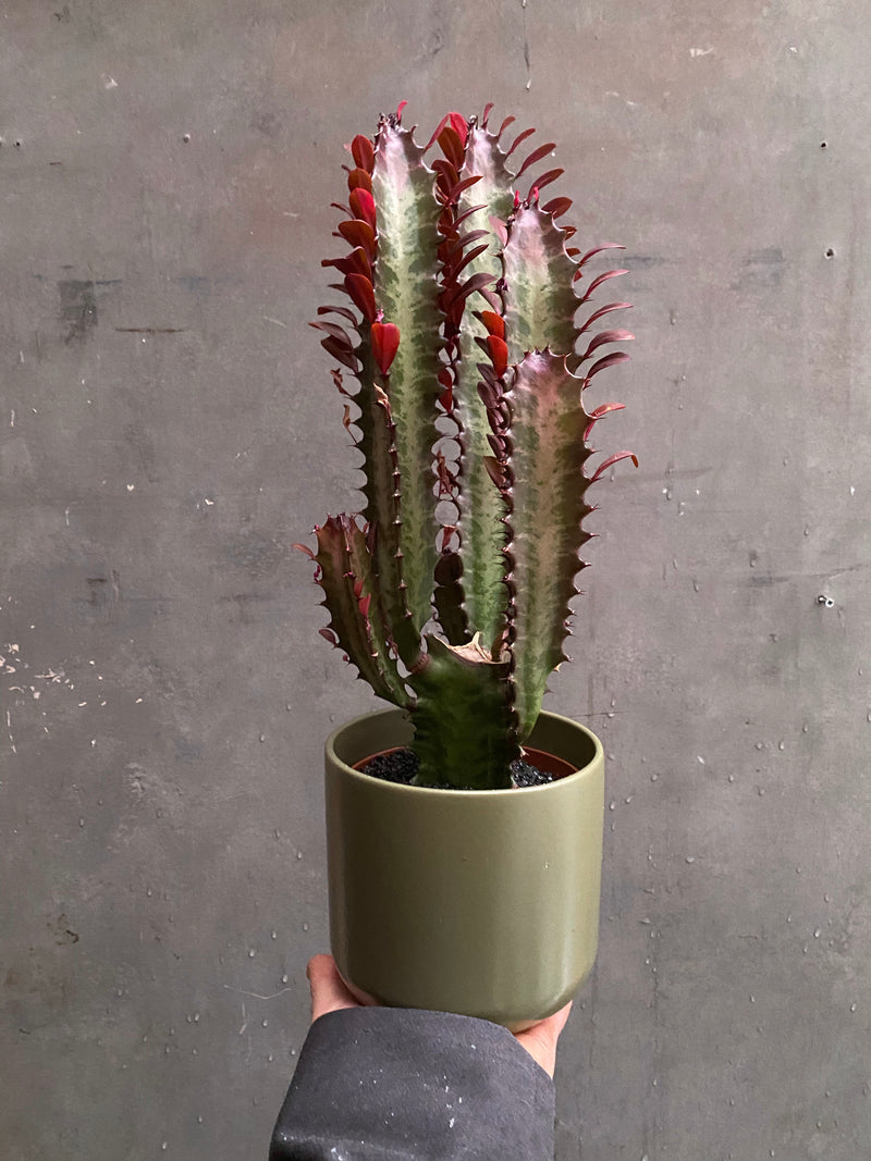 Lisbon Planter-11