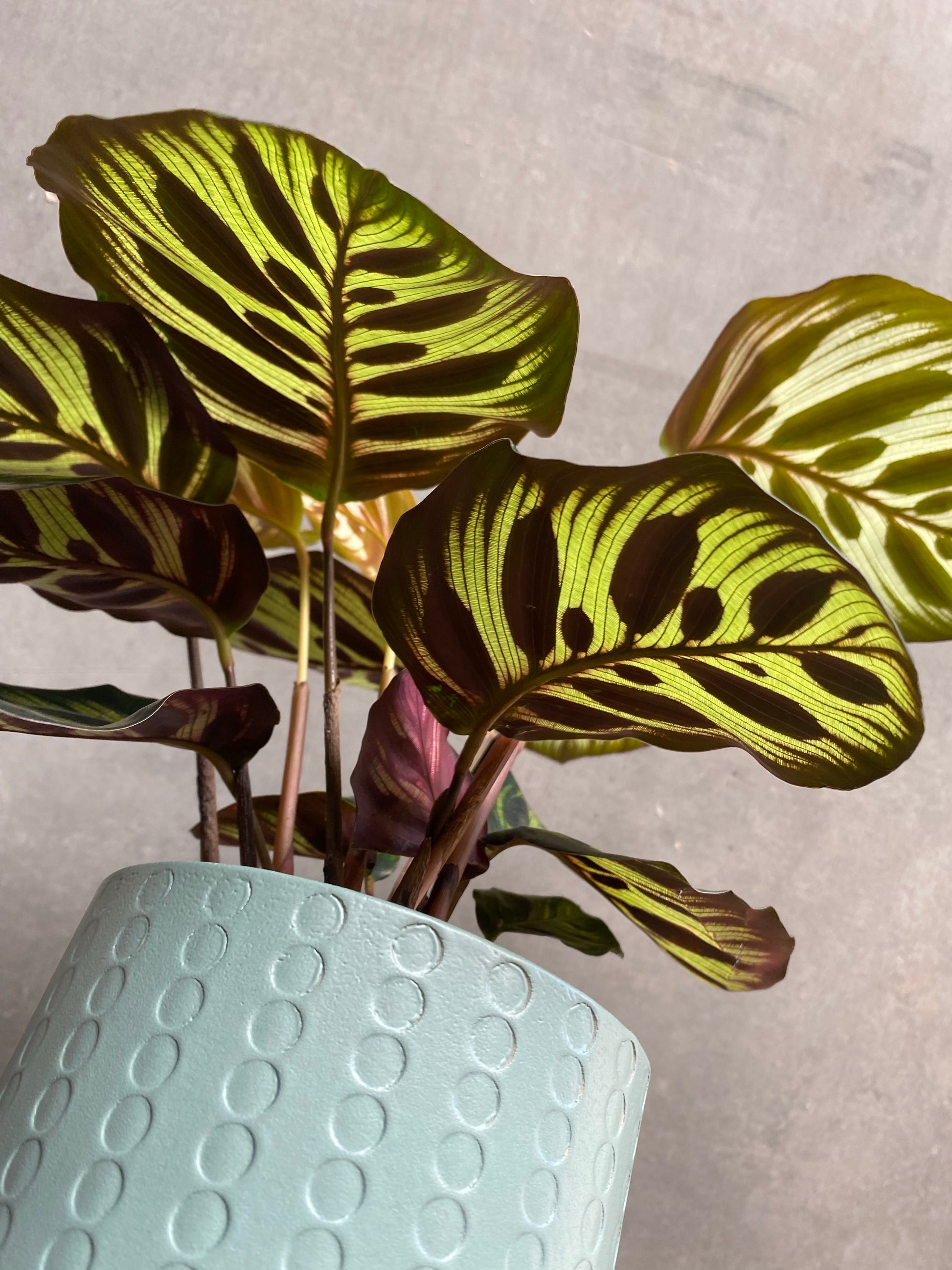 Calathea Makoyana-6