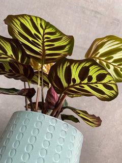 Calathea Makoyana-6
