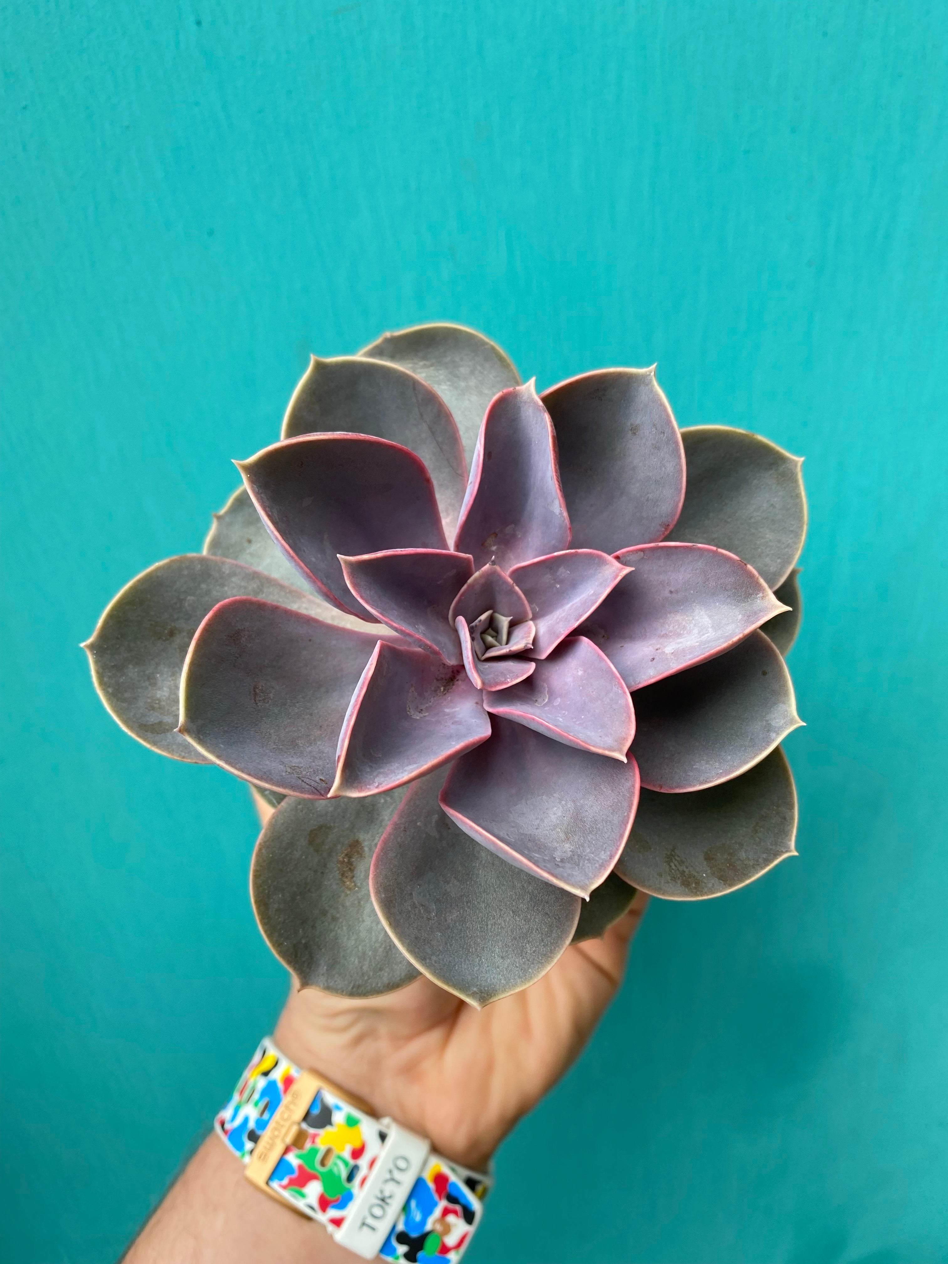 Succulent (Medium)-7