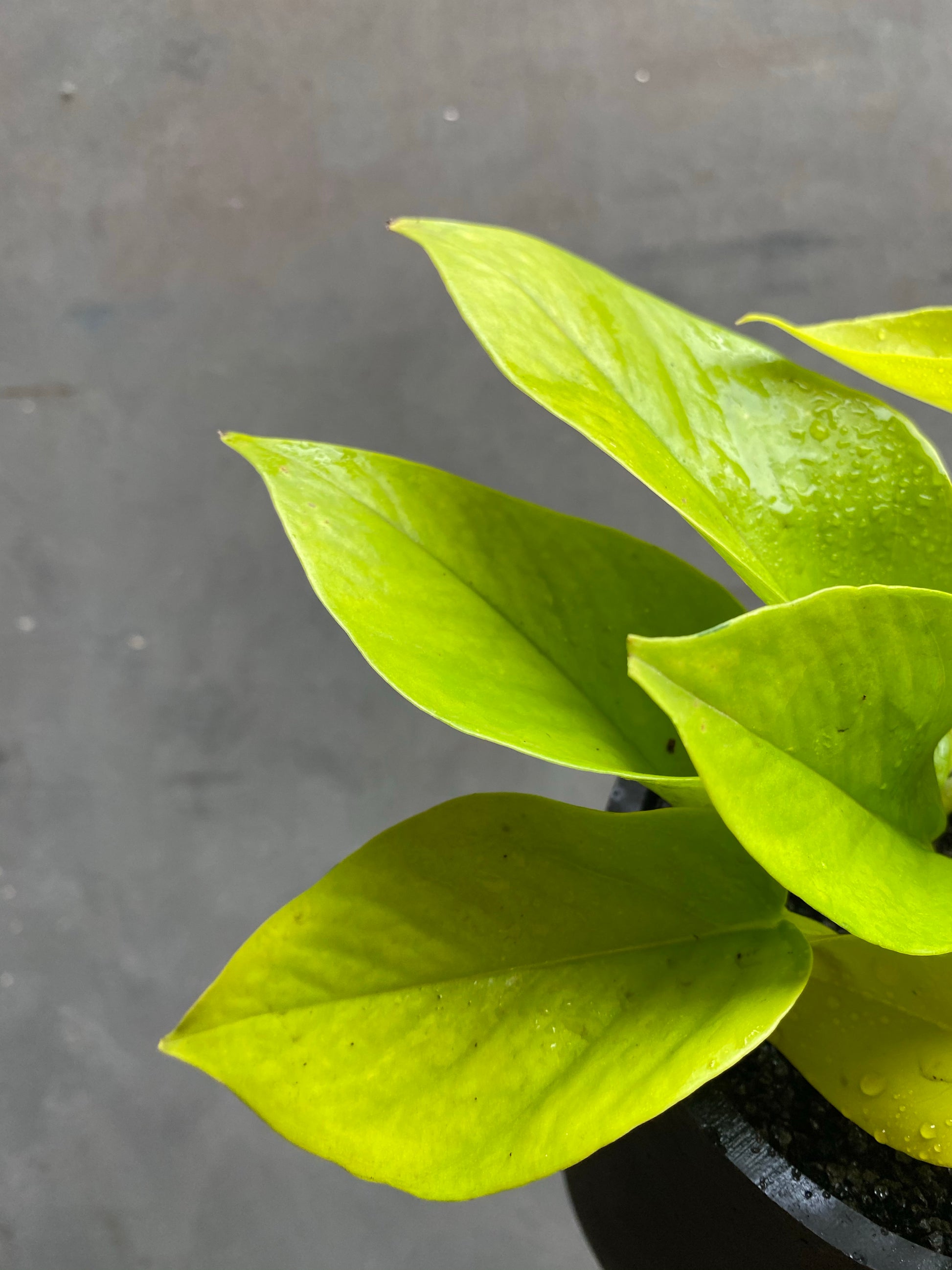 Golden Pothos-2