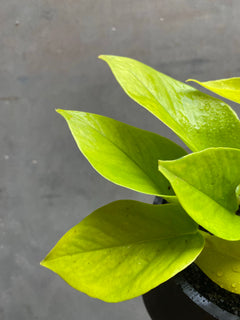 Golden Pothos-2