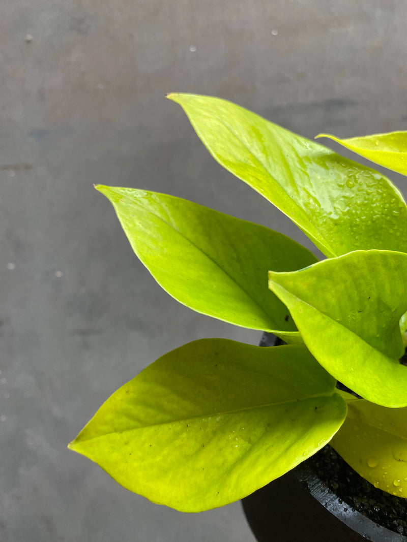 Golden Pothos-2