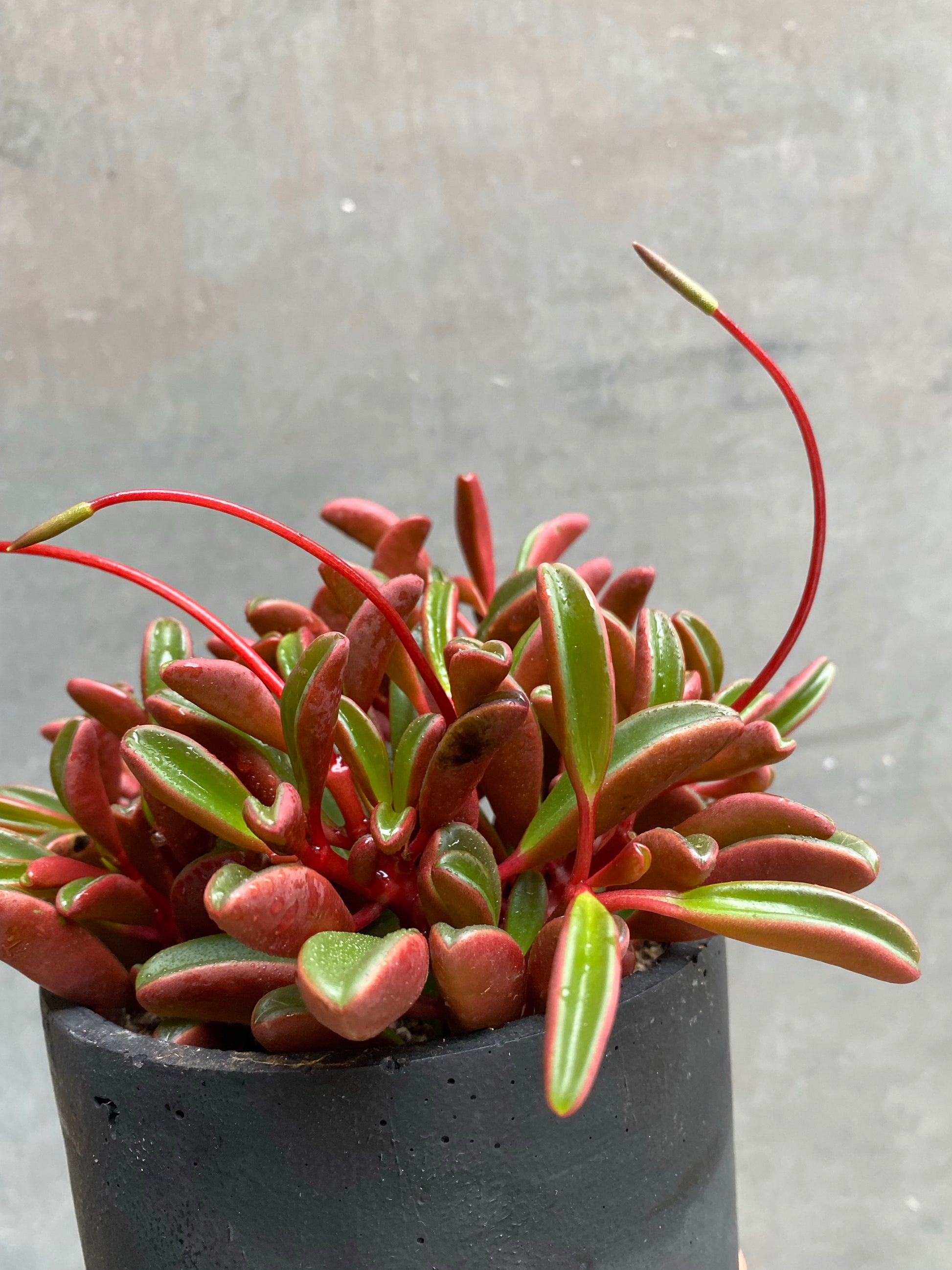 Peperomia Ruby Glow (Graveolens)-1