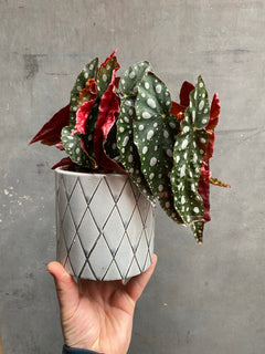 Polkadot Begonia Silver Spot-1