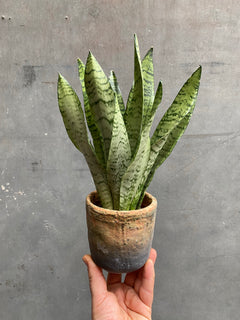 Snake Plant-5