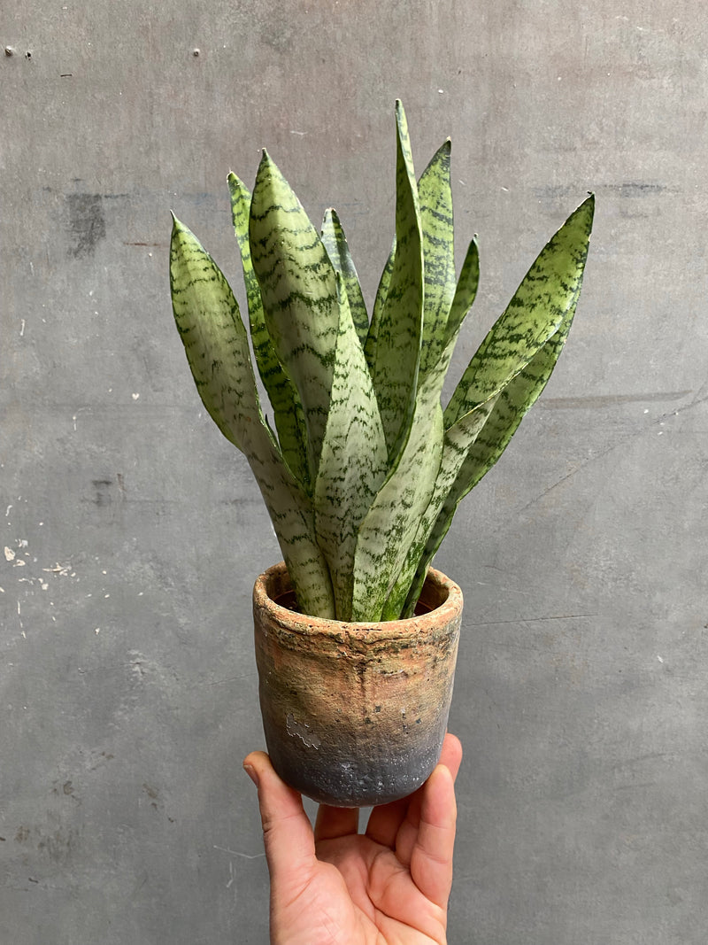 Snake Plant-5