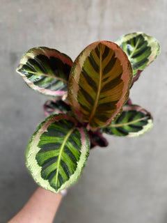 Calathea Rosea-Picta Angela-1